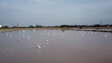 Aerial-fly-over-flock-of-egret-birds-looking-food-at-the-flooded-water.